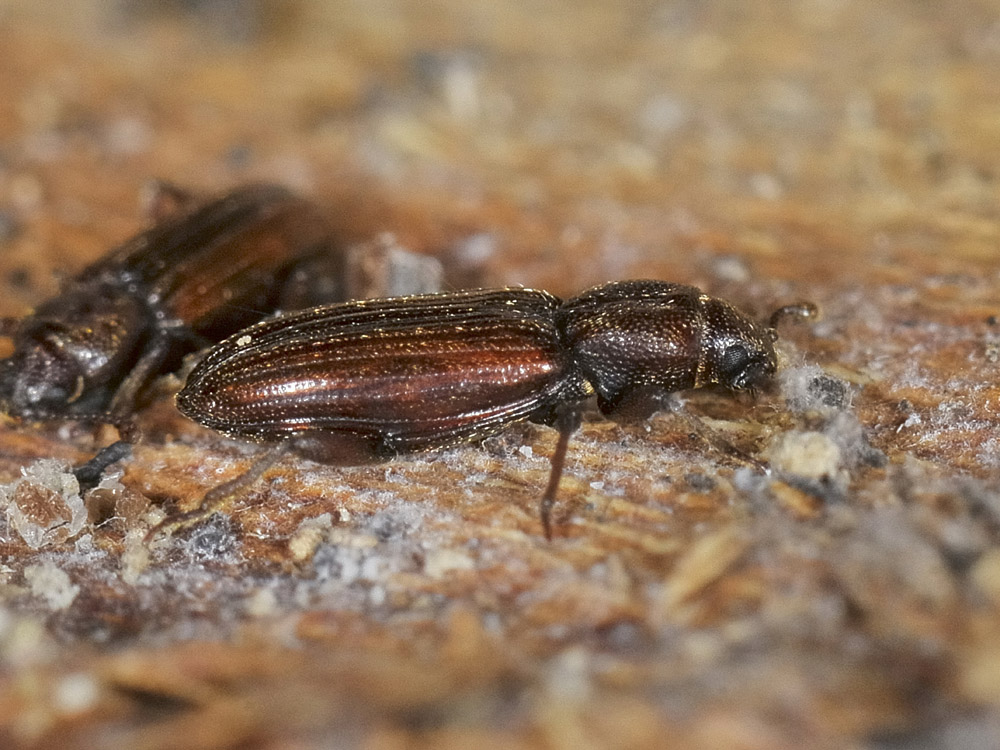 Bothrideres bipunctatus (Bothrideridae)